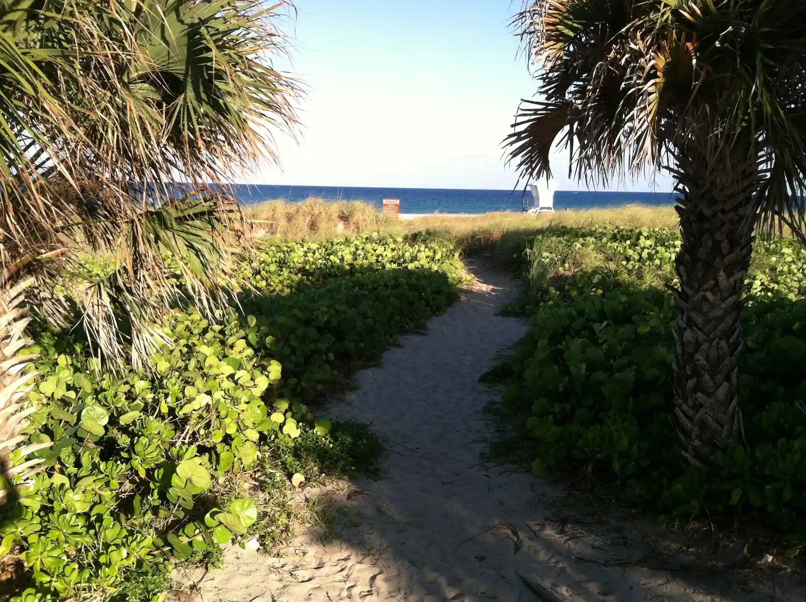 Cabbage palm trees and seagrapes line parts of the public beachfront. 100 block of North Ocean Blvd. (Florida SR A1A) in Delray Beach, Florida.